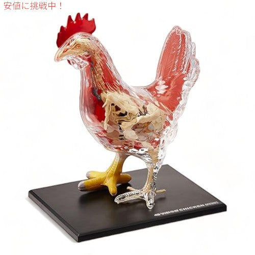 Tedco テッドコ 4D Master4 ニワトリ骨格＆解剖モデル Vision Chicken Skeleton & Anatomy Model Kit 1