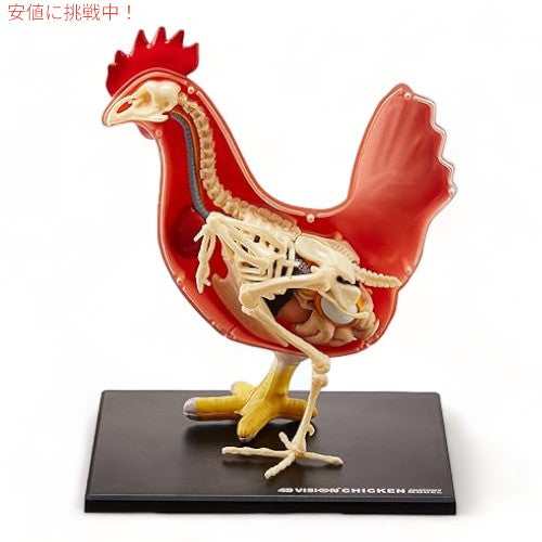 Tedco テッドコ 4D Master4 ニワトリ骨格＆解剖モデル Vision Chicken Skeleton & Anatomy Model Kit 3