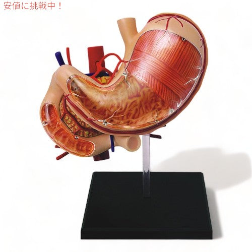 Tedco テッドコ 4D Master 人体胃解剖モデル 模型 Human Stomach Anatomy Model 1