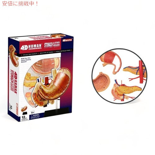 Tedco テッドコ 4D Master 人体胃解剖モデル 模型 Human Stomach Anatomy Model 2