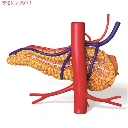 Tedco テッドコ 4D Master 人体胃解剖モデル 模型 Human Stomach Anatomy Model 3
