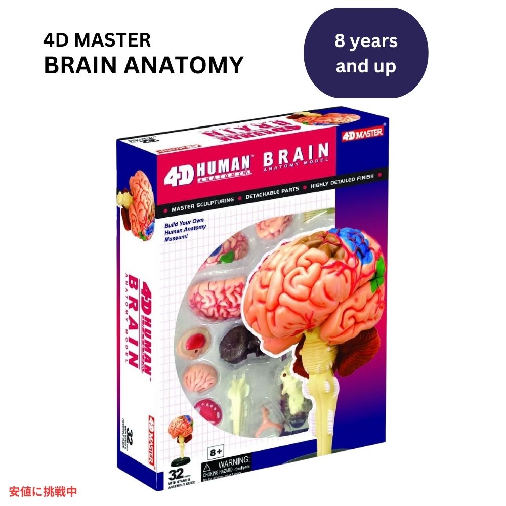 人間の脳解剖模型 Human Brain Anatomy Model 1