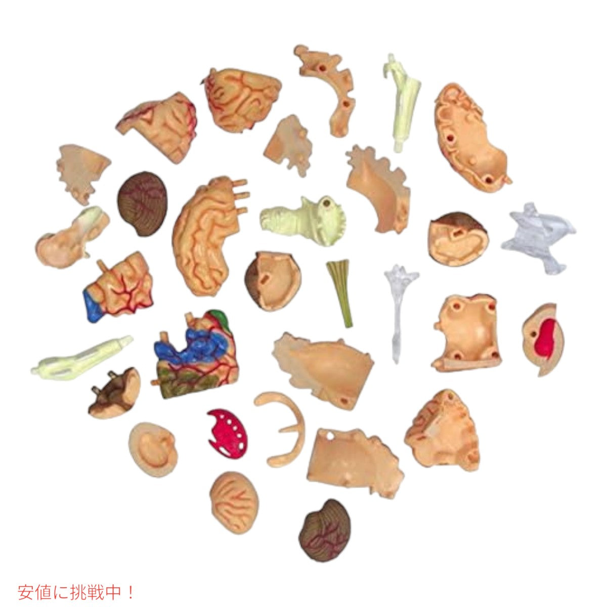 人間の脳解剖模型 Human Brain Anatomy Model 2
