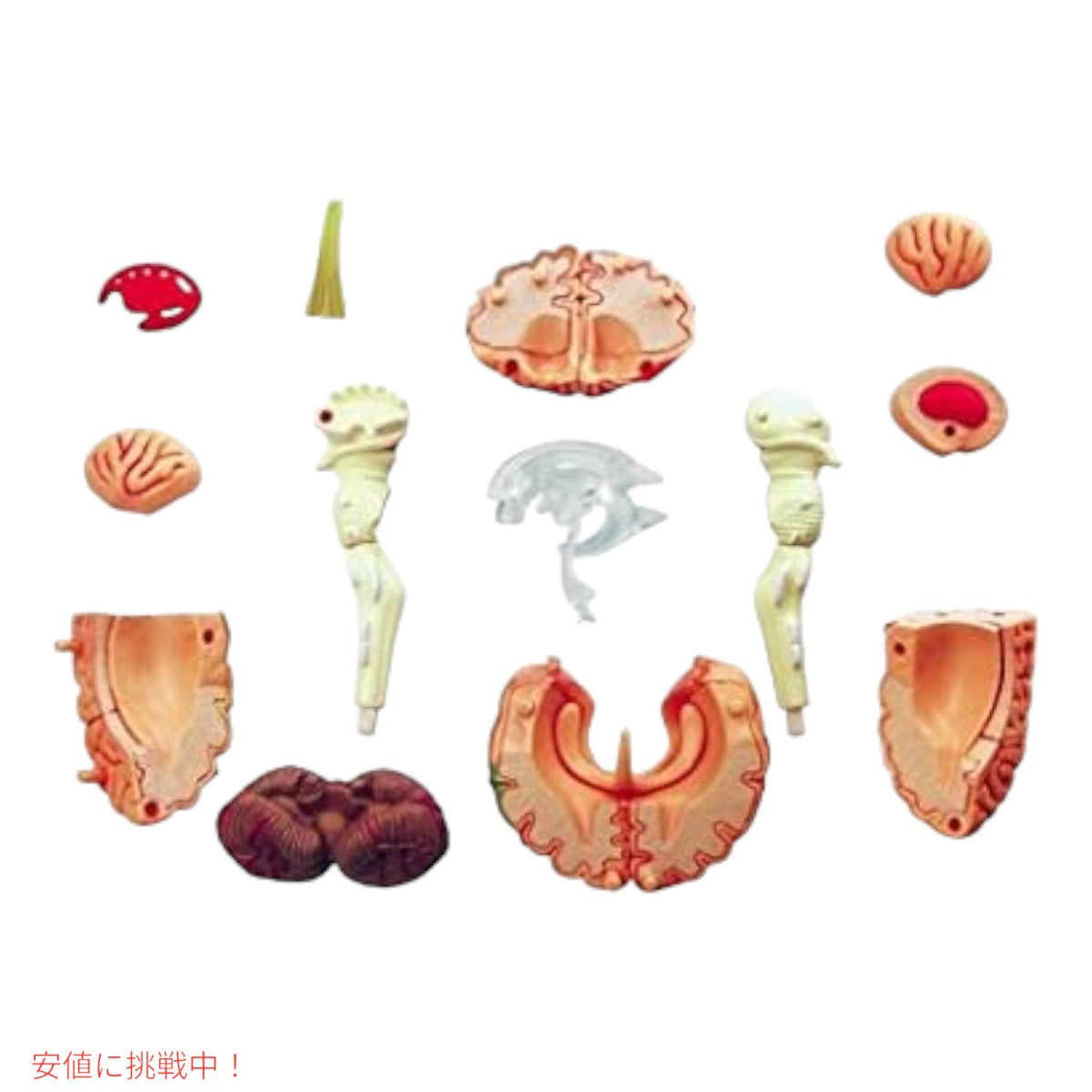 人間の脳解剖模型 Human Brain Anatomy Model 3