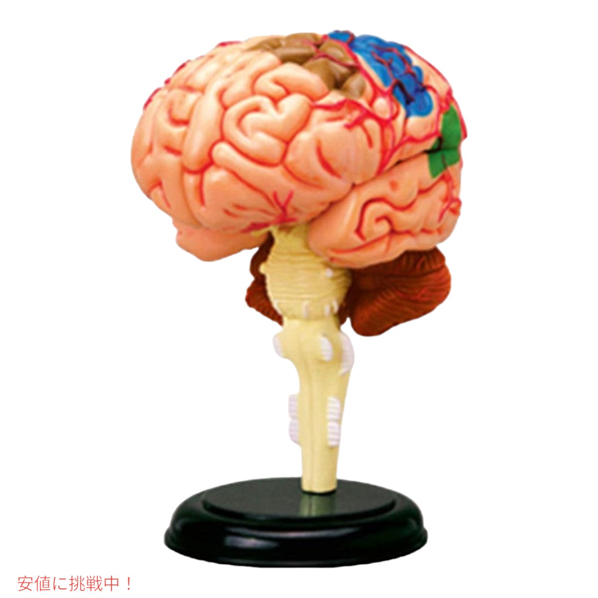 人間の脳解剖模型 Human Brain Anatomy Model 4