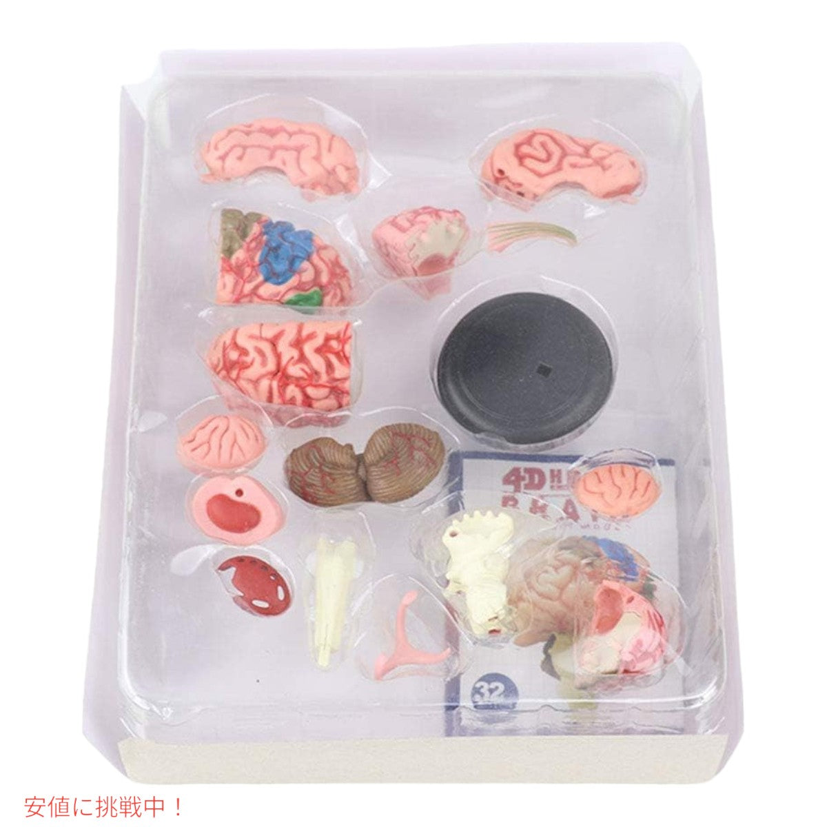 人間の脳解剖模型 Human Brain Anatomy Model 5