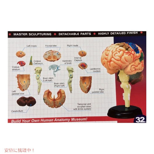人間の脳解剖模型 Human Brain Anatomy Model 6