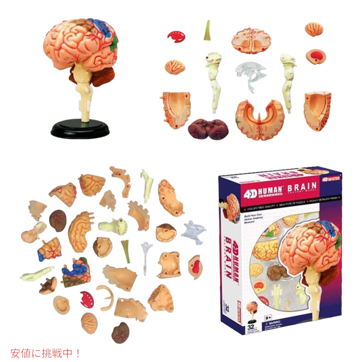 人間の脳解剖模型 Human Brain Anatomy Model 7