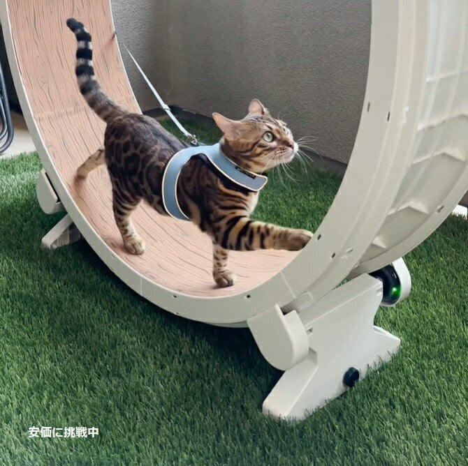 ワンファストキャット ONEFASTCAT 猫用 Cat Exercise Wheel  エクササイズ ホイール キャットホイール Gen.6 3