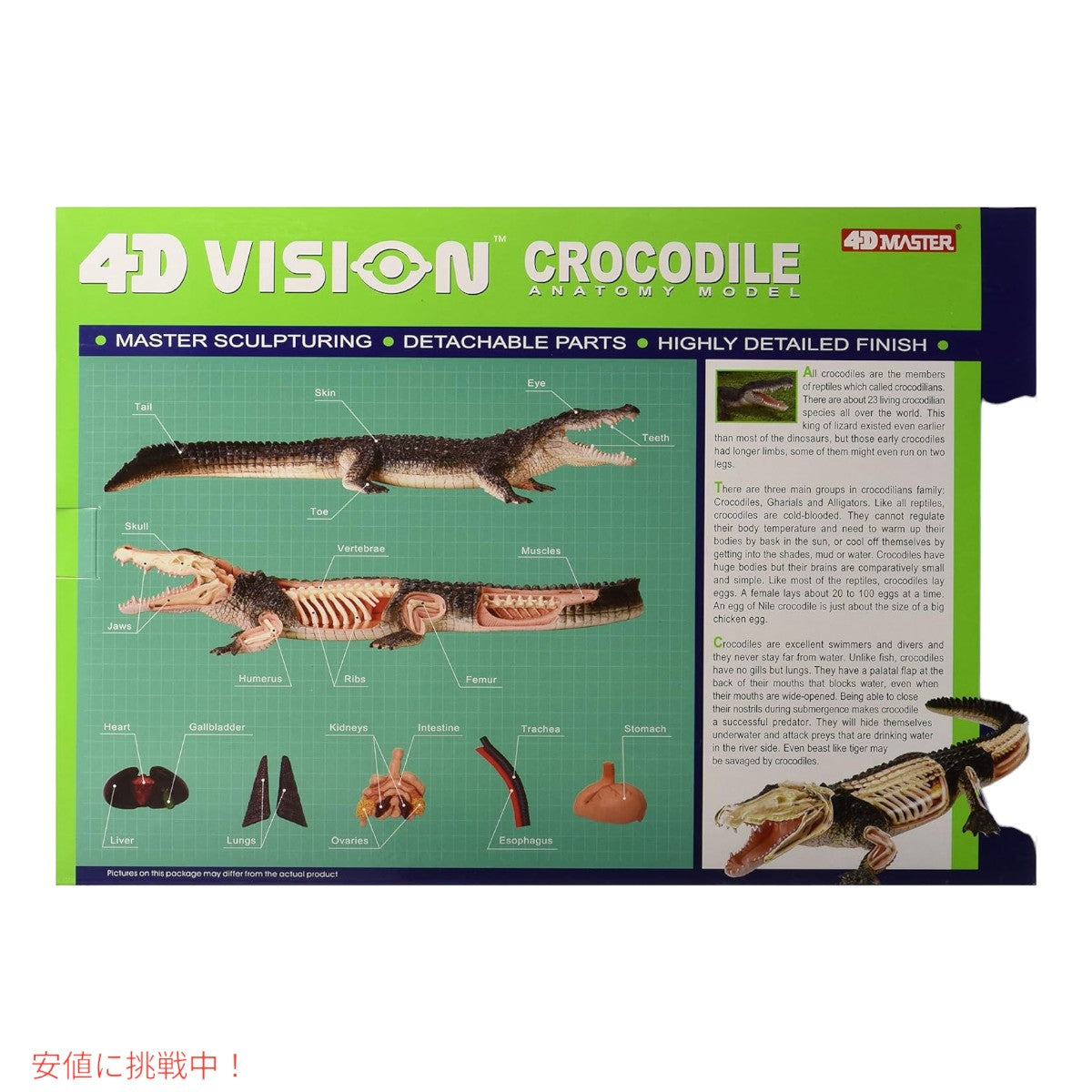 4Dビジョン ワニ解剖模型 4D Vision Crocodile Anatomy Mode 2