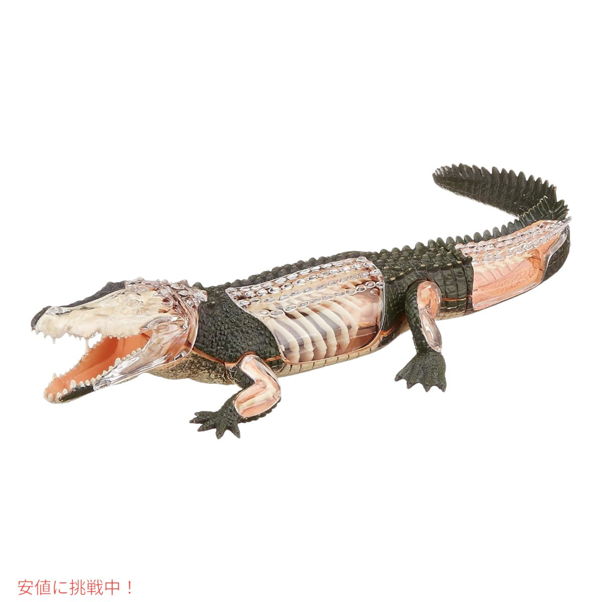 4Dビジョン ワニ解剖模型 4D Vision Crocodile Anatomy Mode 3