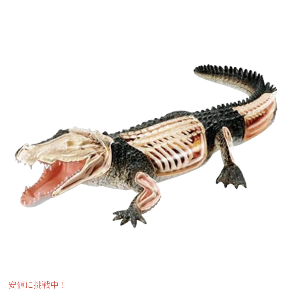 4Dビジョン ワニ解剖模型 4D Vision Crocodile Anatomy Mode 4