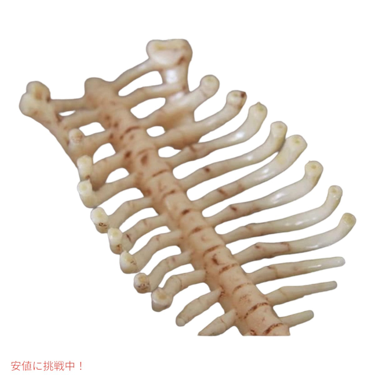 4Dビジョン ワニ解剖模型 4D Vision Crocodile Anatomy Mode 5