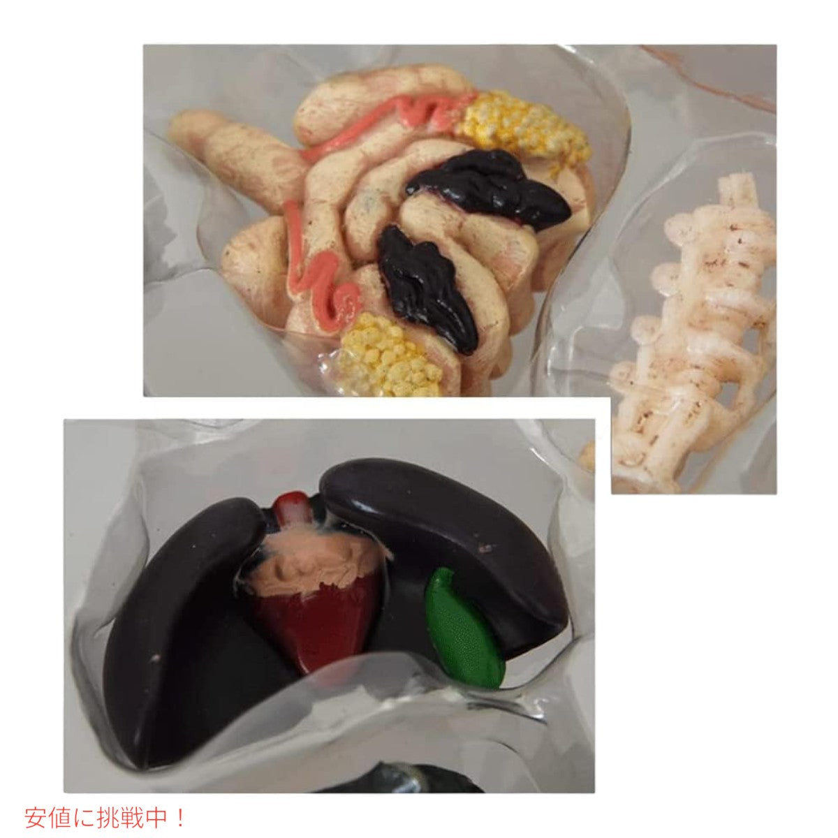 4Dビジョン ワニ解剖模型 4D Vision Crocodile Anatomy Mode 7