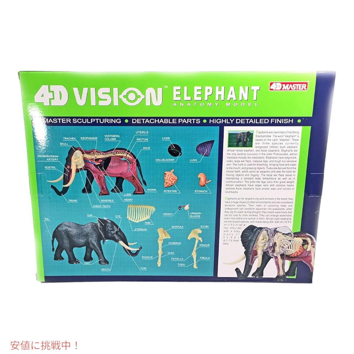4Dビジョン ゾウ解剖模型 4D Vision Elephant Anatomy Model 2
