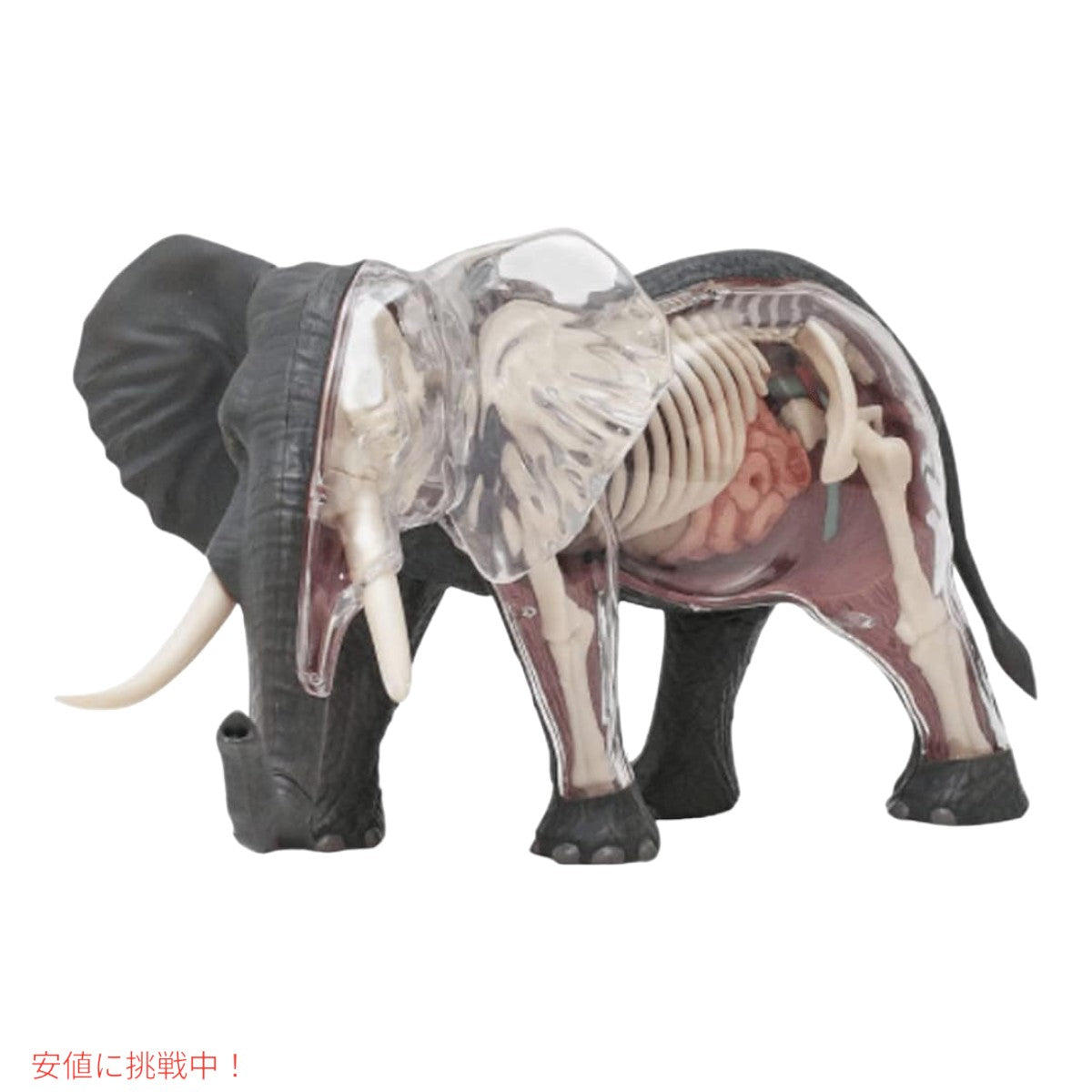 4Dビジョン ゾウ解剖模型 4D Vision Elephant Anatomy Model 3