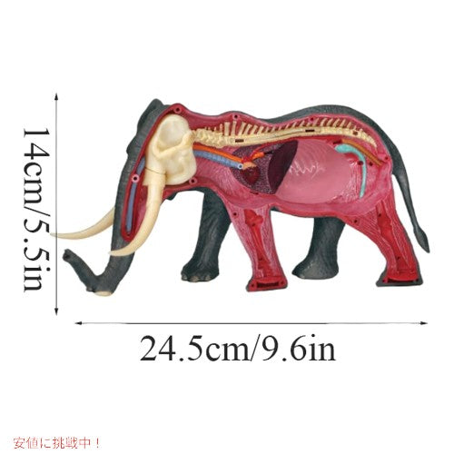 4Dビジョン ゾウ解剖模型 4D Vision Elephant Anatomy Model 4