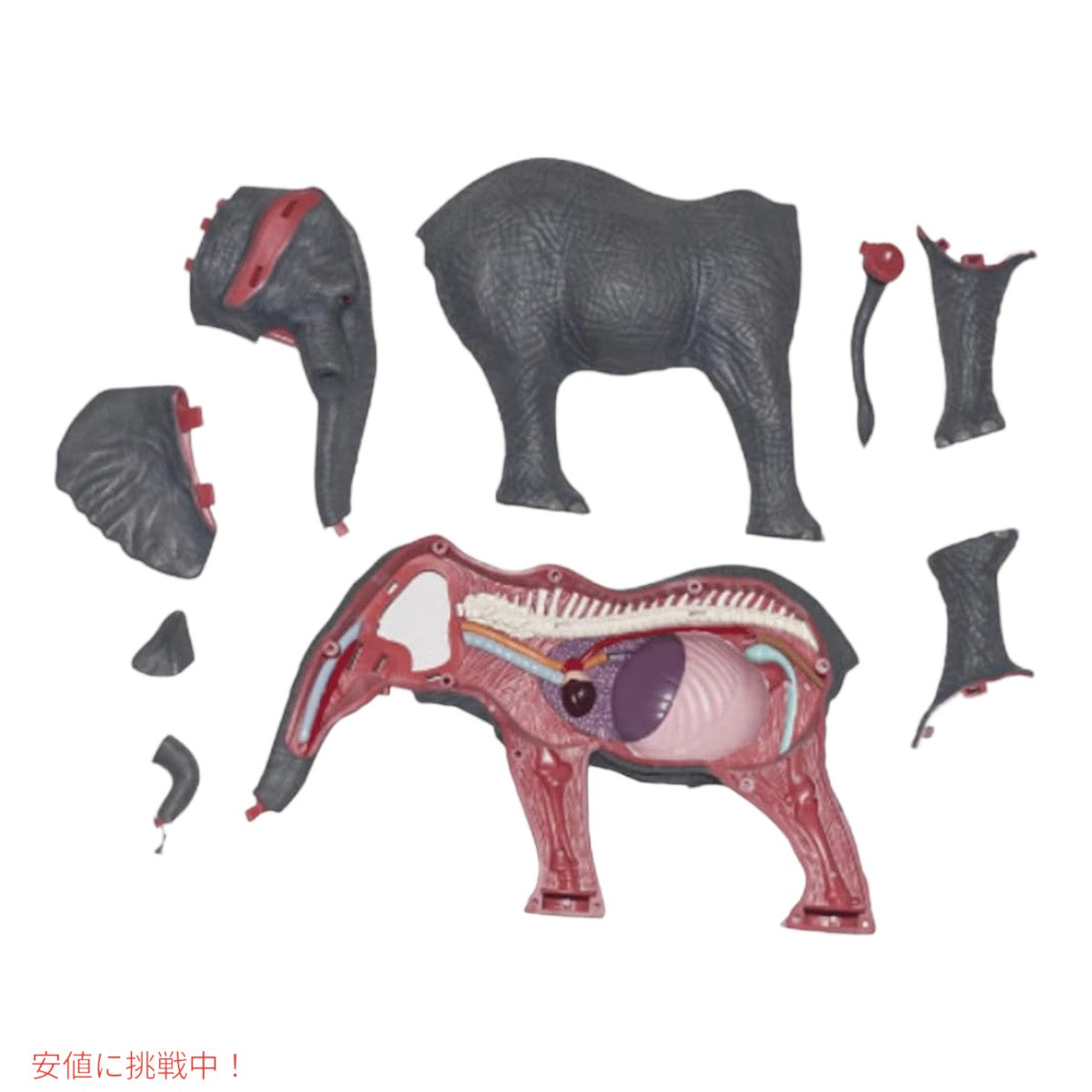 4Dビジョン ゾウ解剖模型 4D Vision Elephant Anatomy Model 5