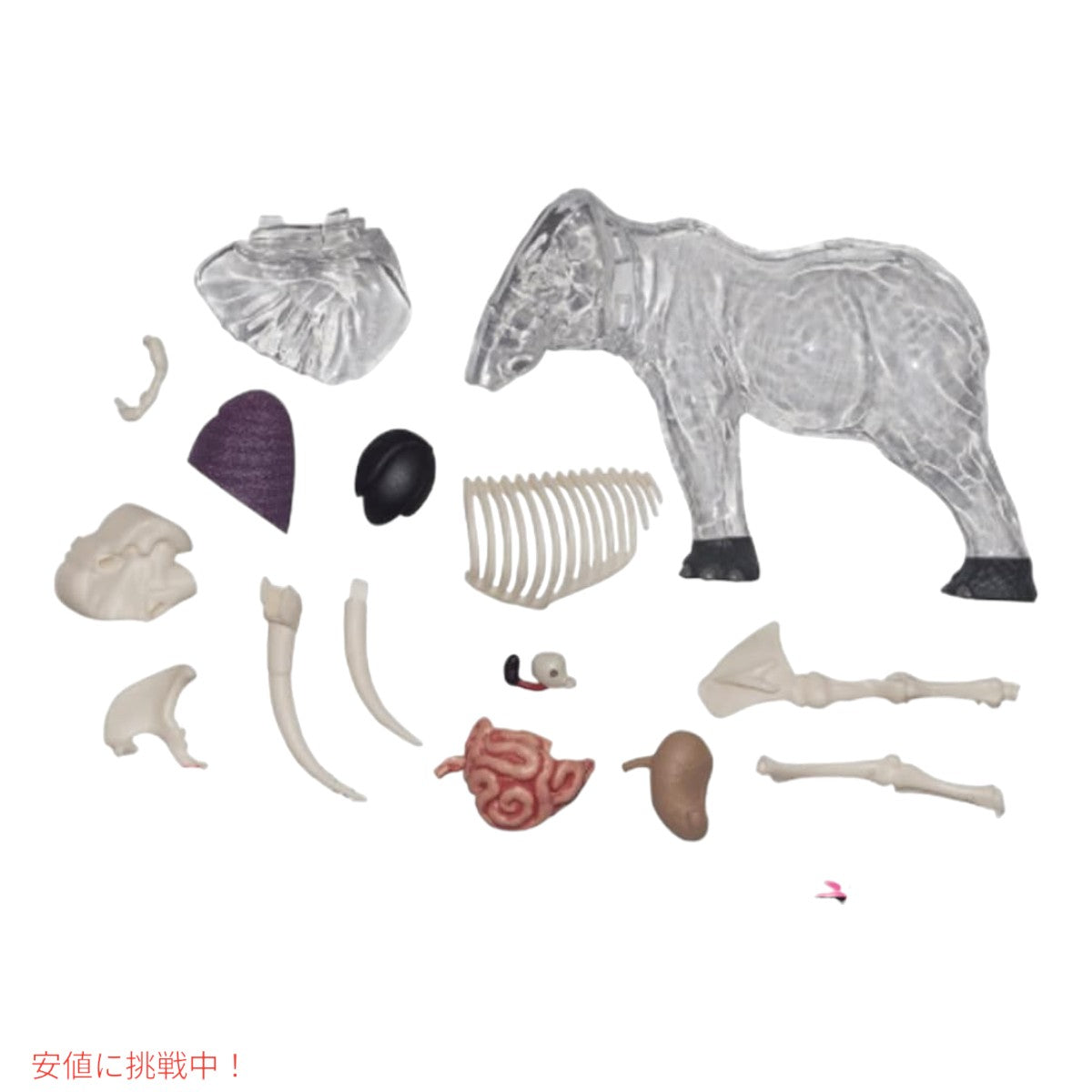 4Dビジョン ゾウ解剖模型 4D Vision Elephant Anatomy Model 6