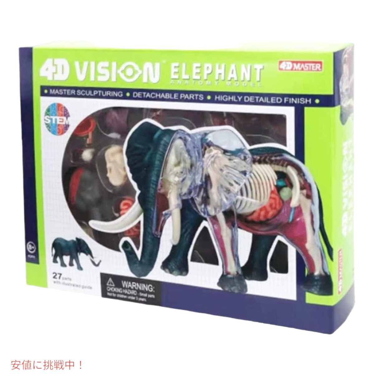 4Dビジョン ゾウ解剖模型 4D Vision Elephant Anatomy Model 7