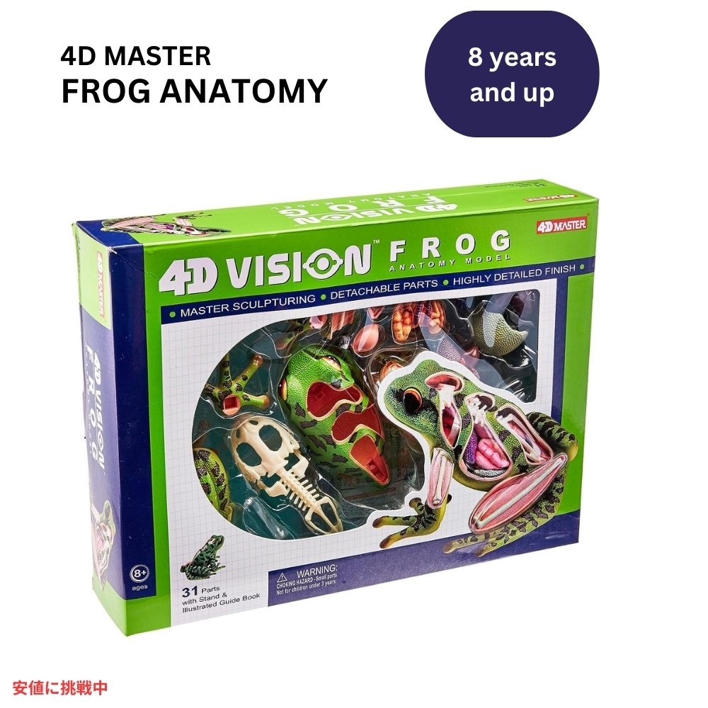 4Dビジョン カエル解剖模型 4D Vision Frog Anatomy Model 1