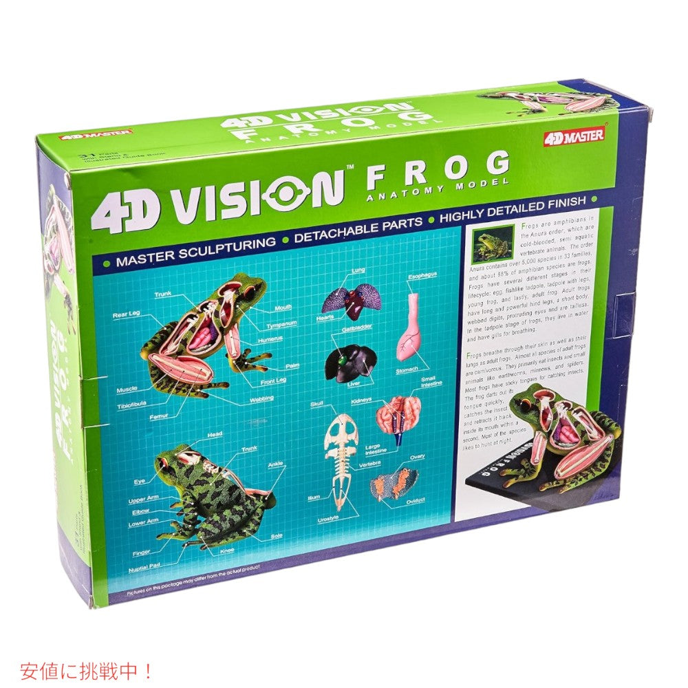 4Dビジョン カエル解剖模型 4D Vision Frog Anatomy Model 2