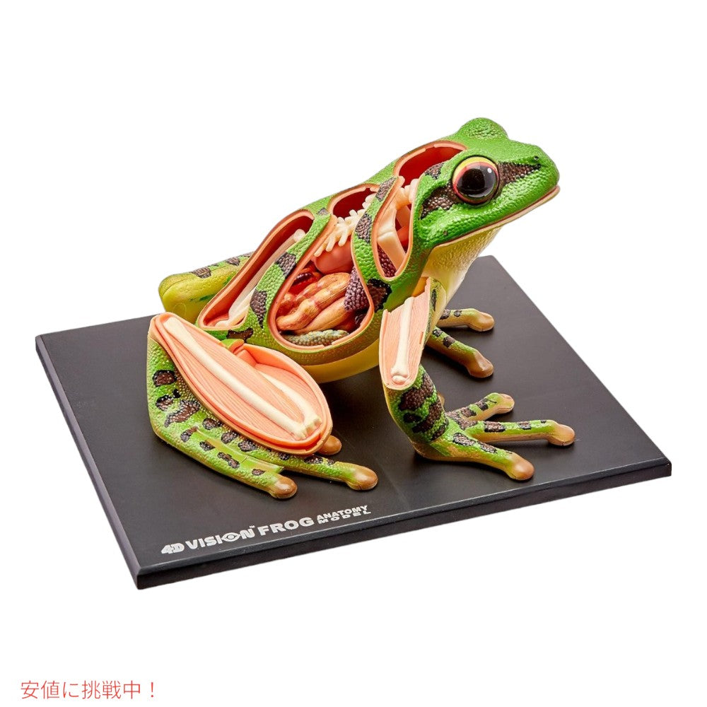 4Dビジョン カエル解剖模型 4D Vision Frog Anatomy Model 3