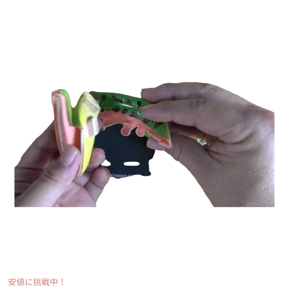 4Dビジョン カエル解剖模型 4D Vision Frog Anatomy Model 4