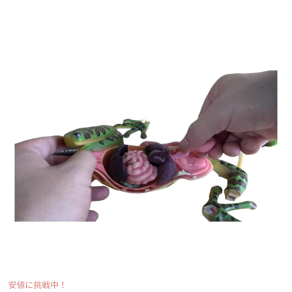 4Dビジョン カエル解剖模型 4D Vision Frog Anatomy Model 5