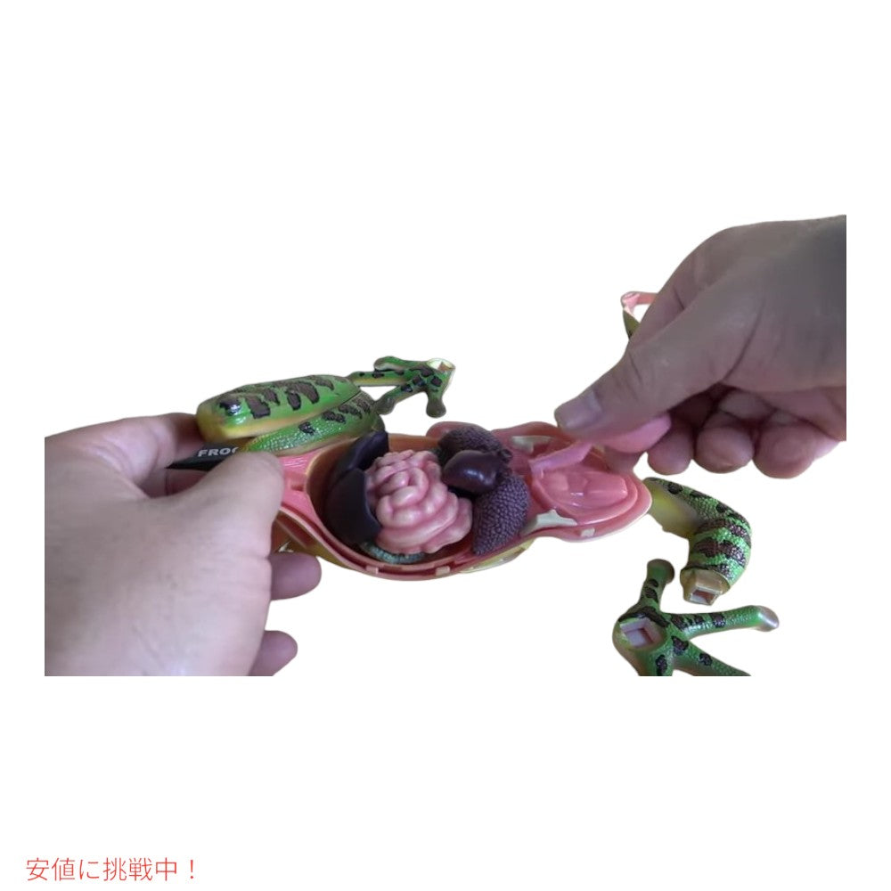 4Dビジョン カエル解剖模型 4D Vision Frog Anatomy Model 6