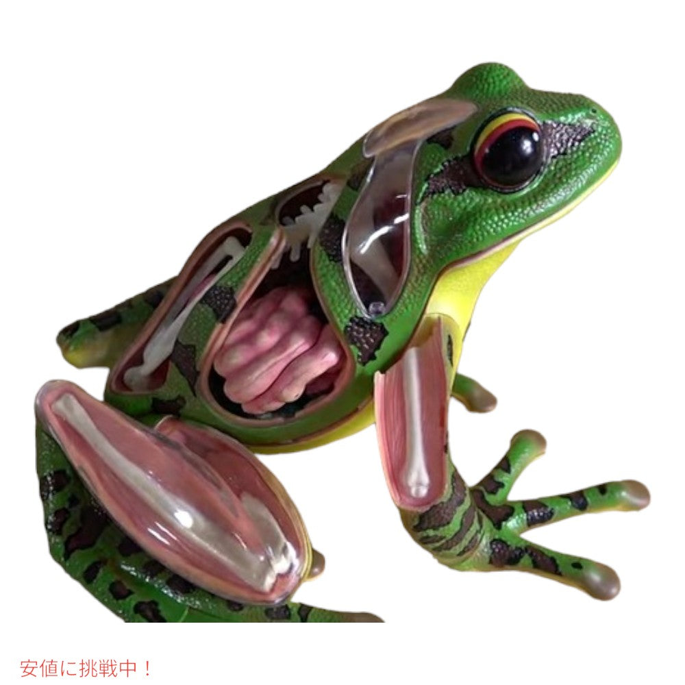 4Dビジョン カエル解剖模型 4D Vision Frog Anatomy Model 7