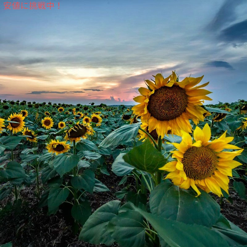Giants Sunflower Seeds ジャイアント ひまわりの種 サンフラワーシード Original オリジナル 163g 6