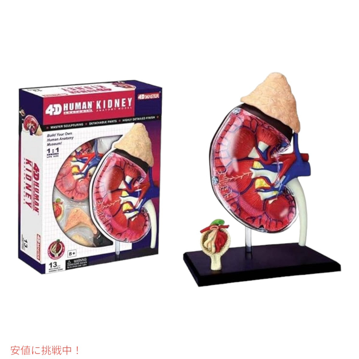 人体解剖腎モデルキット Human Anatomy Kidney Model Kit 2