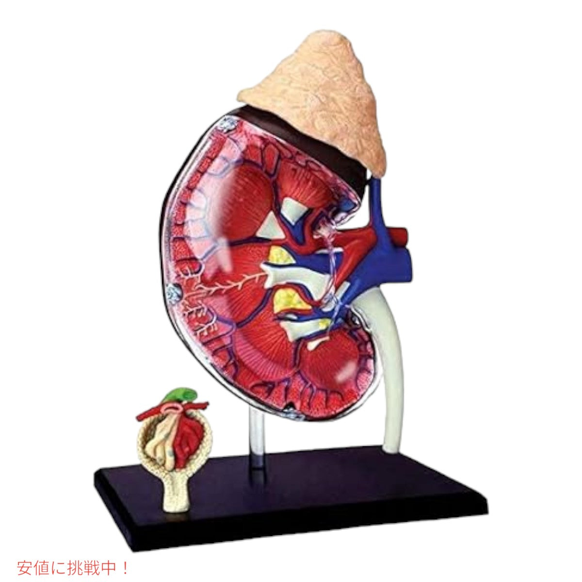 人体解剖腎モデルキット Human Anatomy Kidney Model Kit 3