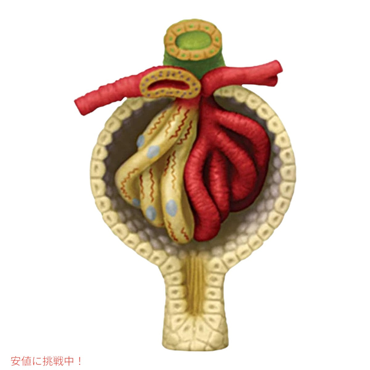 人体解剖腎モデルキット Human Anatomy Kidney Model Kit 4