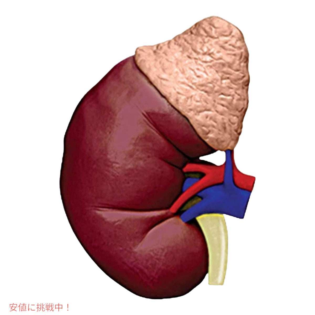 人体解剖腎モデルキット Human Anatomy Kidney Model Kit 5
