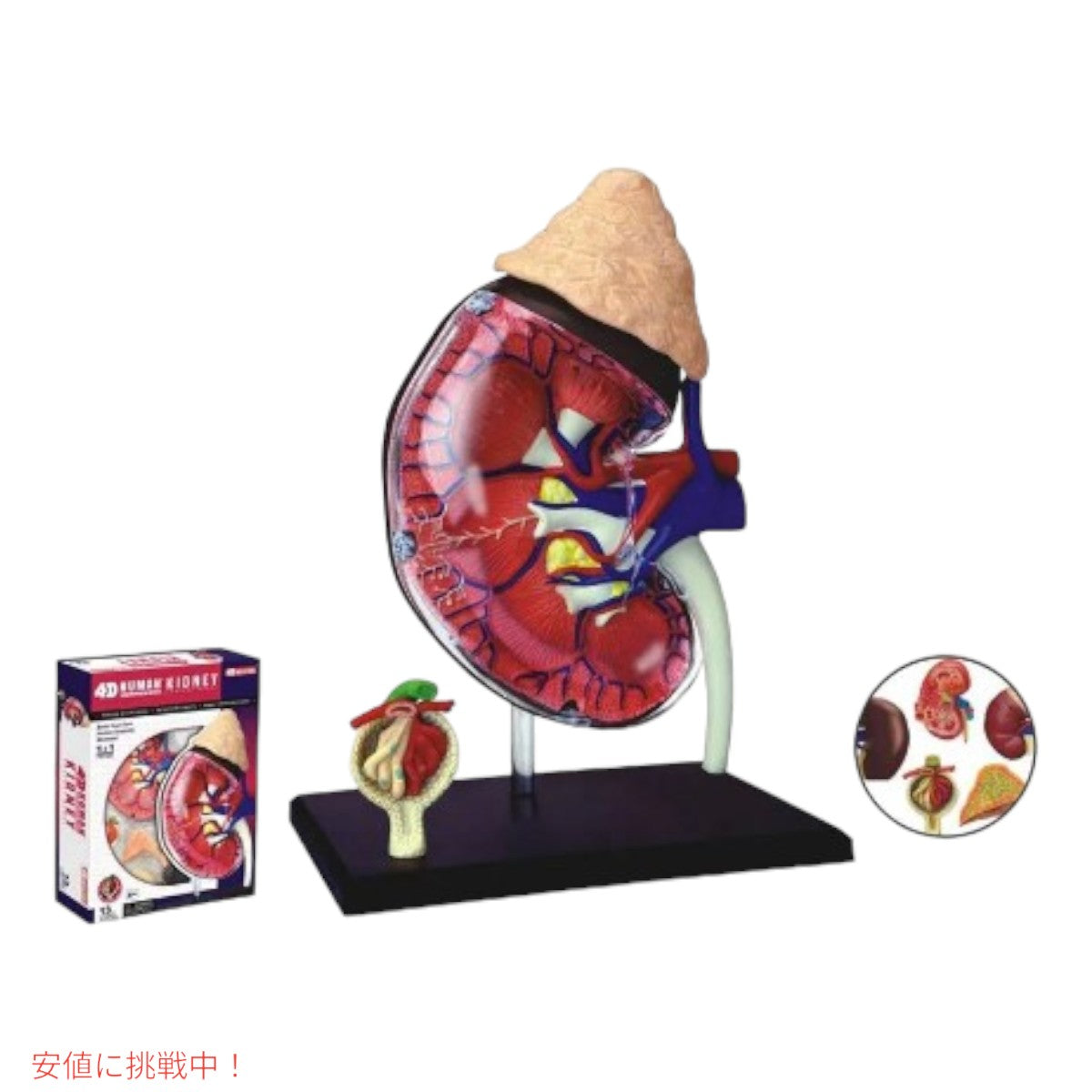 人体解剖腎モデルキット Human Anatomy Kidney Model Kit 7