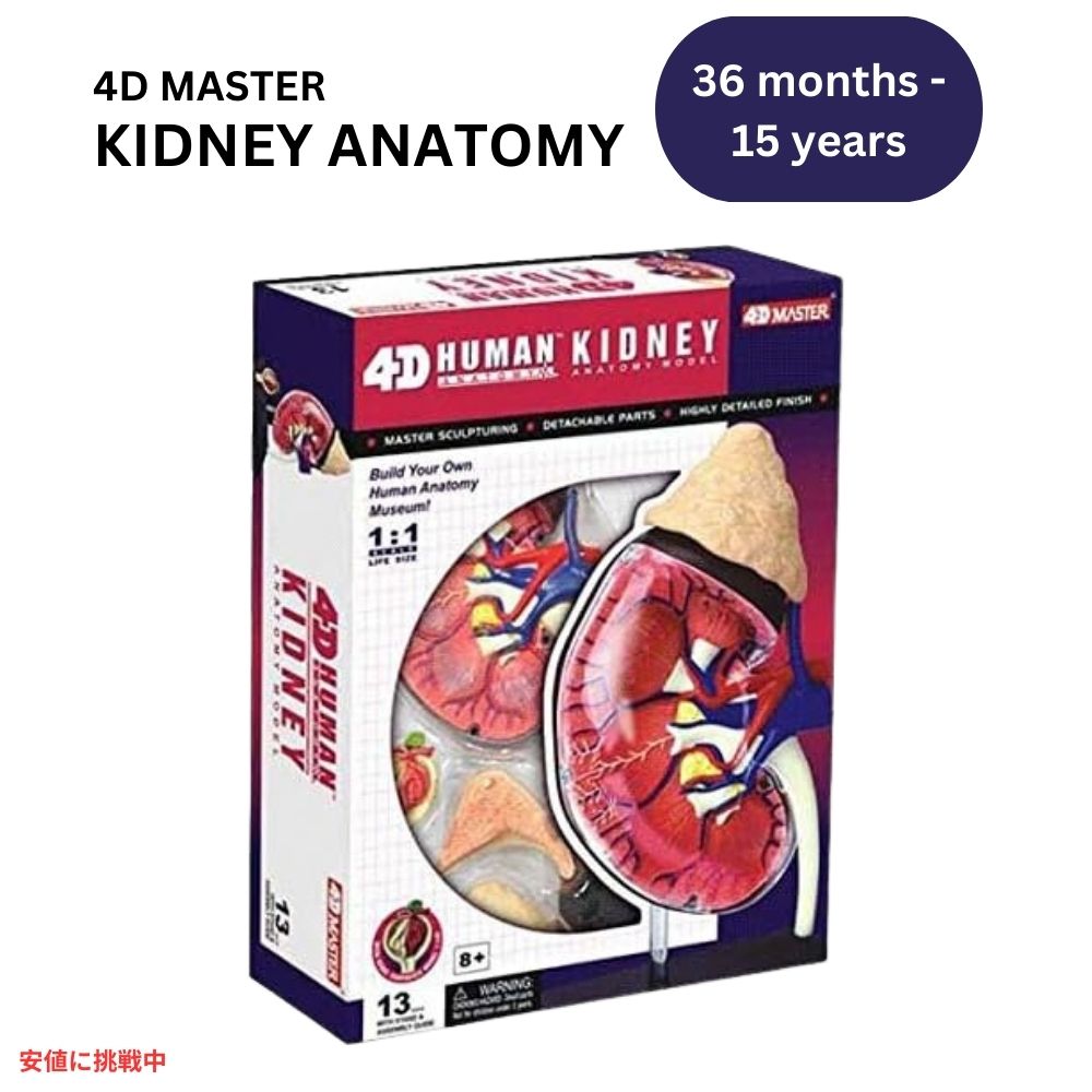 人体解剖腎モデルキット Human Anatomy Kidney Model Kit 1