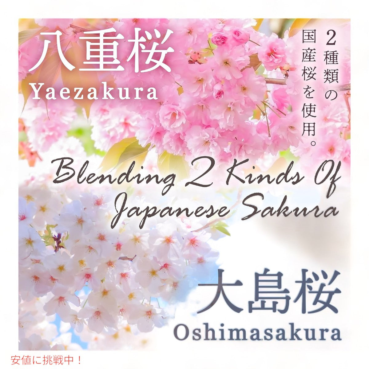 ヤマサン さくらラテ パウダー 3.5oz 桜 ラテ 国産 YAMASAN Sakura Latte Creamy and Aromatic Foam 2