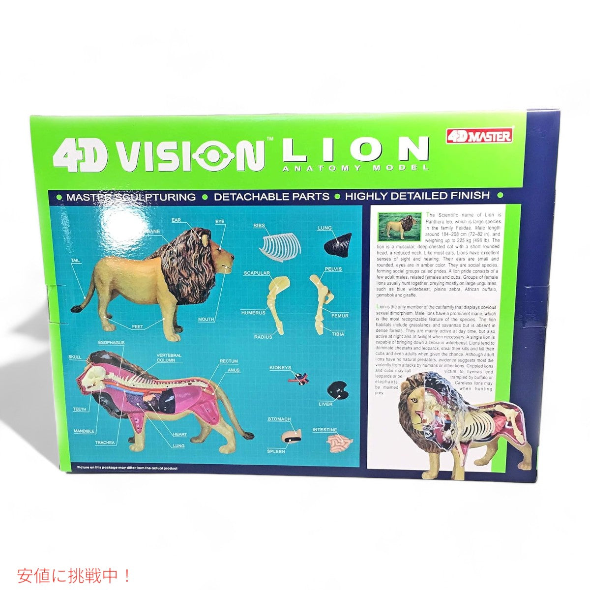 4Dビジョン ライオン解剖モデル 4D Vision Lion Anatomy Model 2