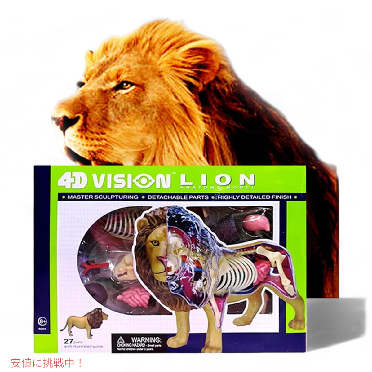 4Dビジョン ライオン解剖モデル 4D Vision Lion Anatomy Model 3