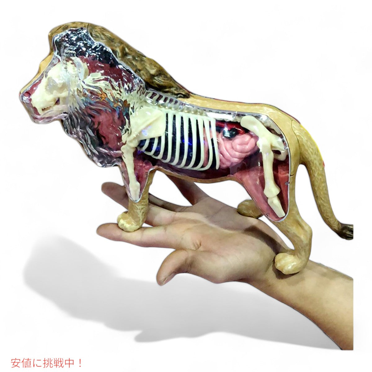 4Dビジョン ライオン解剖モデル 4D Vision Lion Anatomy Model 4