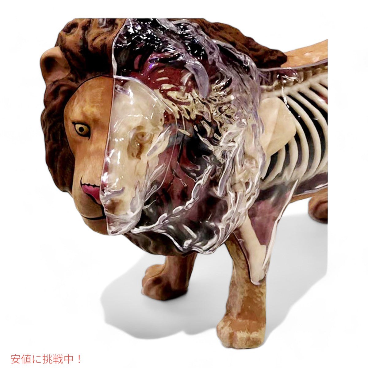 4Dビジョン ライオン解剖モデル 4D Vision Lion Anatomy Model 5