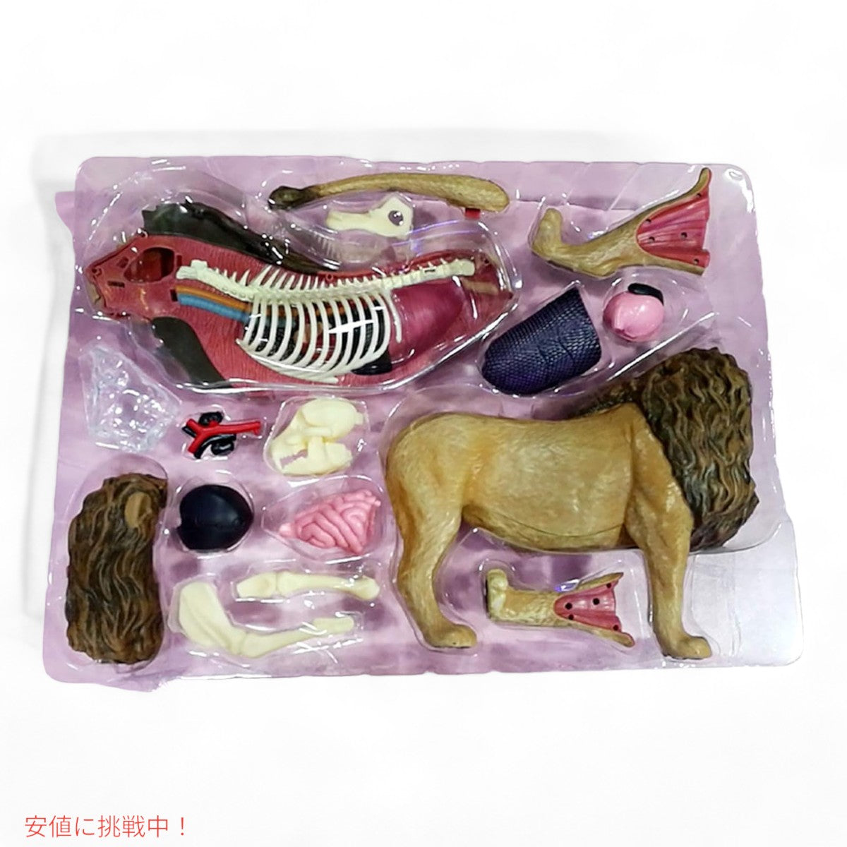 4Dビジョン ライオン解剖モデル 4D Vision Lion Anatomy Model 6