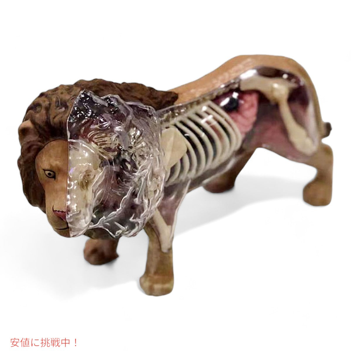 4Dビジョン ライオン解剖モデル 4D Vision Lion Anatomy Model 7