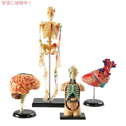 Learning Resources ラーニング リソース 4D 解剖模型 バンドル セット Anatomy Models Bundle Set 1
