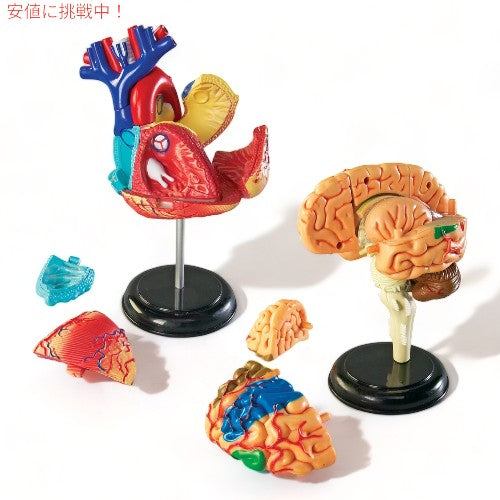 Learning Resources ラーニング リソース 4D 解剖模型 バンドル セット Anatomy Models Bundle Set 2
