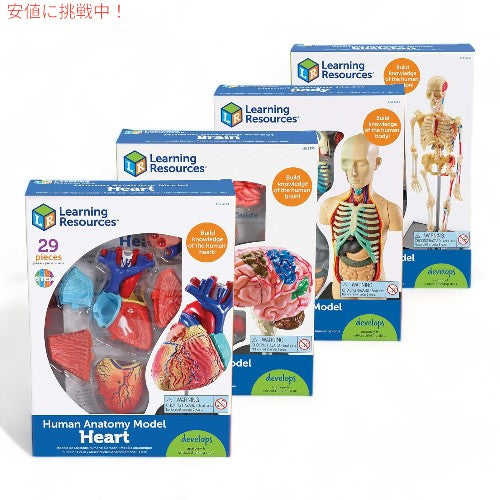 Learning Resources ラーニング リソース 4D 解剖模型 バンドル セット Anatomy Models Bundle Set 3