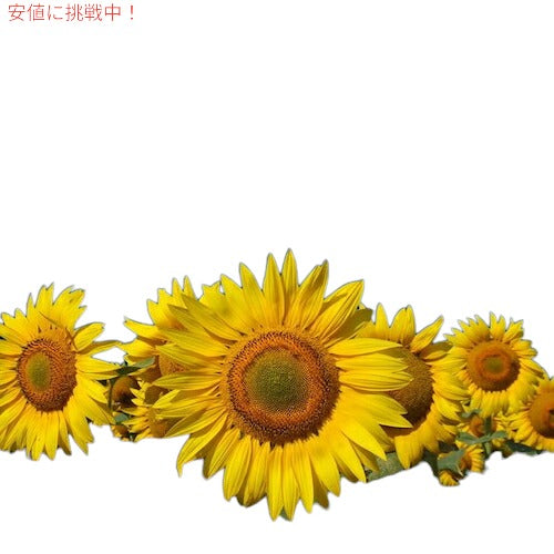 【3個セット】BIGS ビッグス ひまわりの種 ランチ味 152g (5.35oz) ヒマワリシード サンフラワーシード アメリカのお菓子 Ranch Sunflower Seeds 5