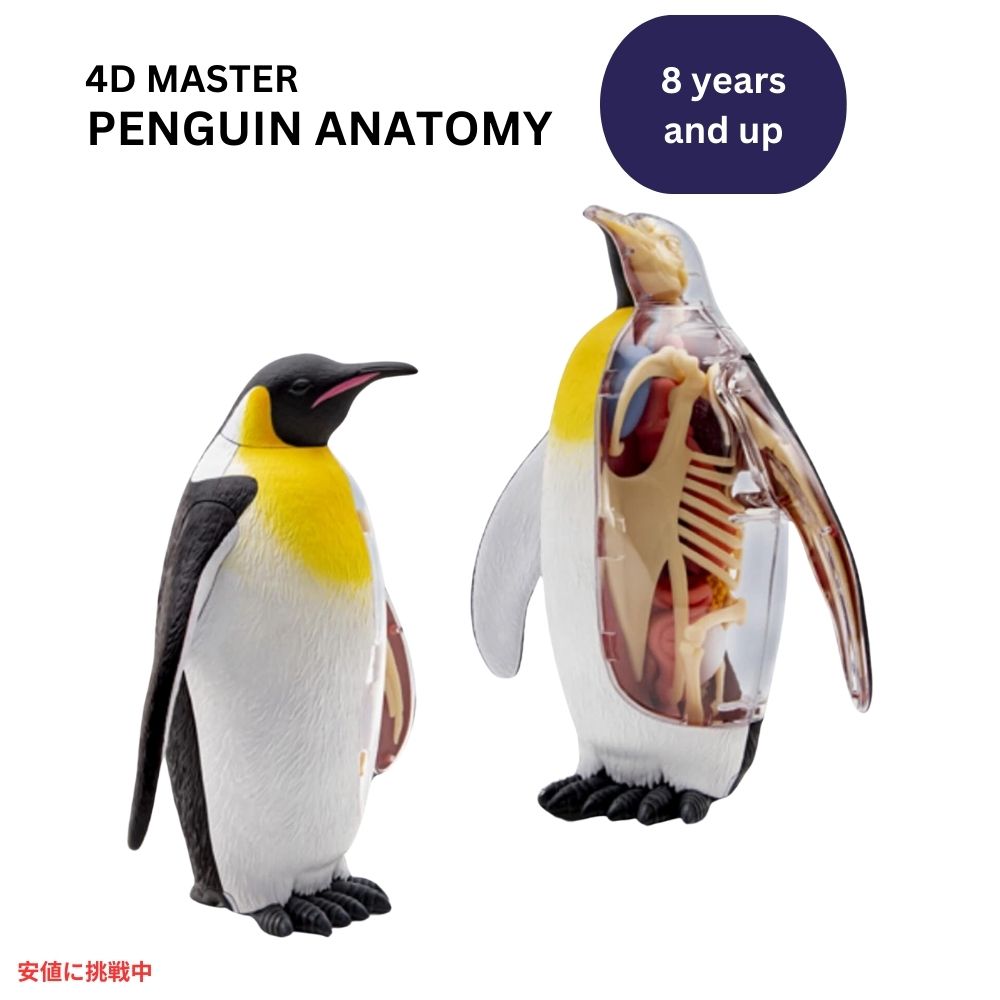 4Dビジョン 皇帝ペンギン解剖モデル 4D Vision Emperor Penguin Anatomy Model 1